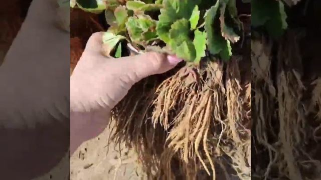 Купить, саженцы клубники Клери Альба Джоли Мадлен Альбион смотреть онлайн