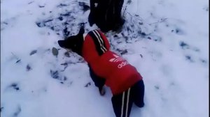 Той терьер бусинка и первый снег / Toy Terrier bead and first snow