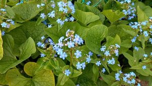 Незабудки Полезные свойства