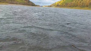 Сёмга не клюёт. Вода в реке поднимается. Ловим на спиннинг, Варзуга.