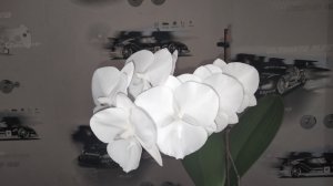 Цветение орхидеи Phal. Charming Crystal Water (Кристал ватер)