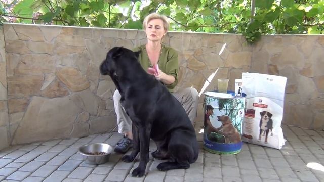 Чем мы кормим собаку Кане Корсо и что даем для шерсти. #canecorso #dogs #собаки