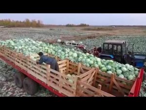 Уборка капусты транспортером НОУТ-6 (ТВ Россия Томск 07 октября 2016)