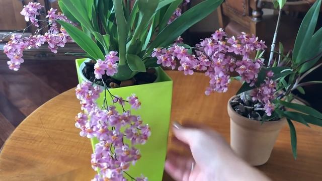 ЦВЕТЕНИЕ ОНЦИДИУМА,,Tsiku Marguerite.Dragon #1 и дендробиум,,Specio Kingianum,, смотреть онлайн