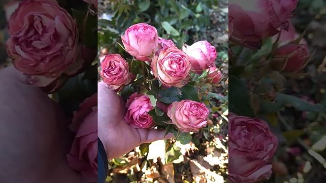 Пинк лейс. Флорибунда. смотреть онлайн