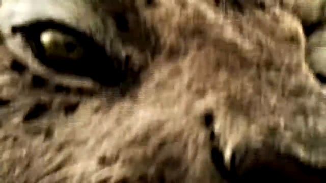 Smilodon Prehistoric Animal Attack | TheAnimal World смотреть онлайн