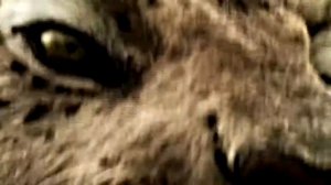 Smilodon Prehistoric Animal Attack | TheAnimal World