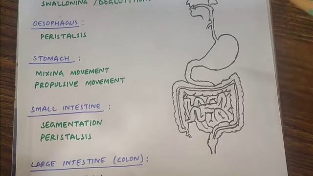 Movements of GIT | med tutorials | смотреть онлайн