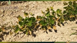 АГРОФЛОРИН КАК СТРЕСС-ПРОТЕКТОР