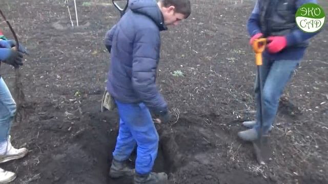 Посадка грецкого ореха осенью.