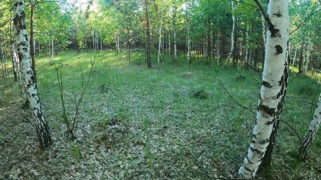 Нашел ГРИБЫ/Поймал ОКУНЯ р. Тура/Запек КАРТОШКУ в фольге на газовой горелке ХОРОШО провел день. 4К смотреть онлайн