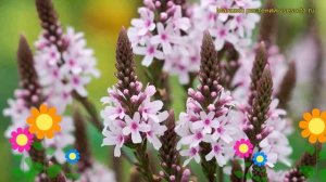 Вербена копьевидная Пинк Спаер. Краткий обзор, описание характеристик verbena hastata Pink Spires