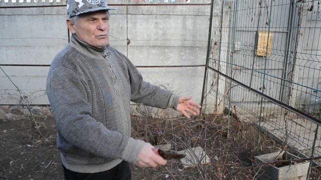 Обрезка Жимолости. Как обрезать Жимолость осенью