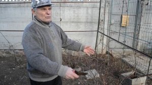 Обрезка Жимолости. Как обрезать Жимолость осенью