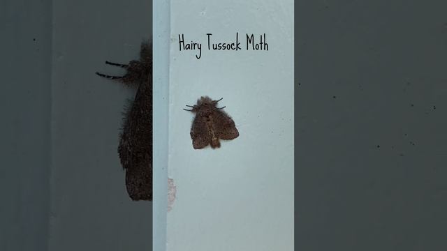 Hairy Tussock Moth