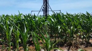 CORN IRRIGATION 1