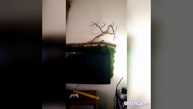 Эко декор квартиры, мох на стене, фитостена