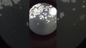 ПЕСОК С МОРЯ  ПОД МИКРОСКОПОМ