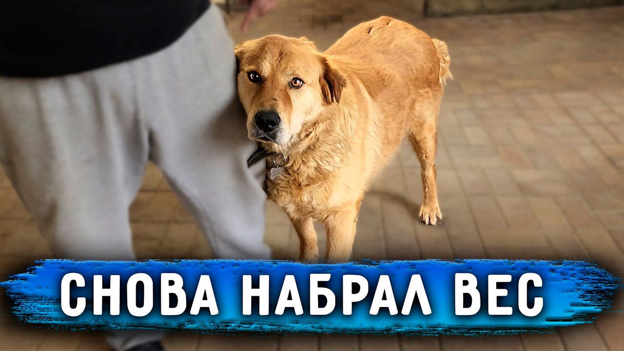 Перс опять потолстел Веселю собак. На Кокосике зажили раны.