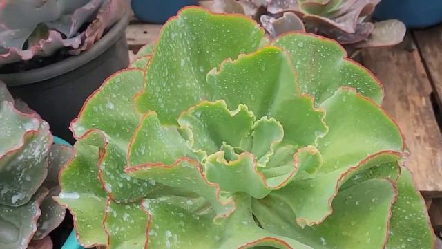 🔴TOP 05 SUCULENTAS MAUNA que ficam Gigantes смотреть онлайн