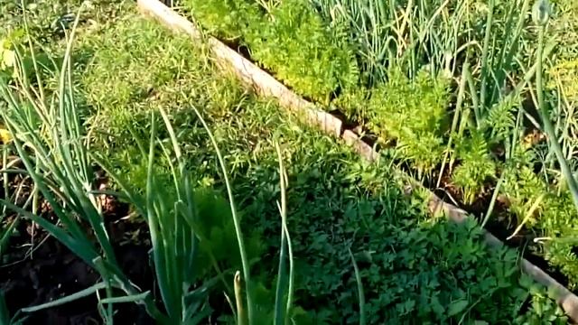 Лесные и луговые растения в нашем огороде. Кипрей и валериана. смотреть онлайн