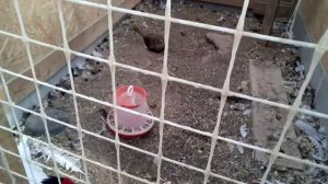 Фазаны в домашних условиях. Редкие породы фазанов. Карликовый петушок позирует.