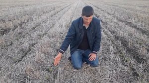 Кукуруза на No-Till - важные нюансы при уборке предшественника, защита