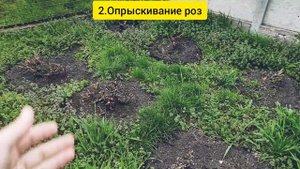 Уход за розами весной 2021! Часть 1
