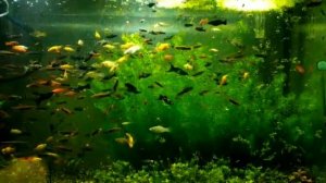 22.11 мой аквариум.