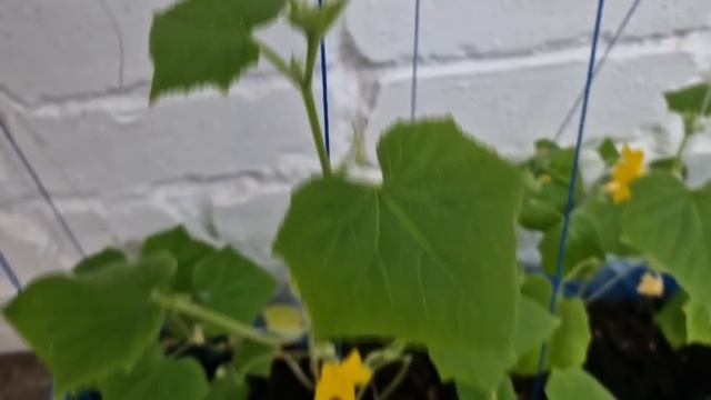 Огурцы будете собирать вёдрами до осени! 1 Подкормка в июле августе и огурцов нарастает тонна! смотреть онлайн