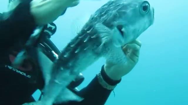 Diver Saves Puffer Fish (Saving Puff Daddy)