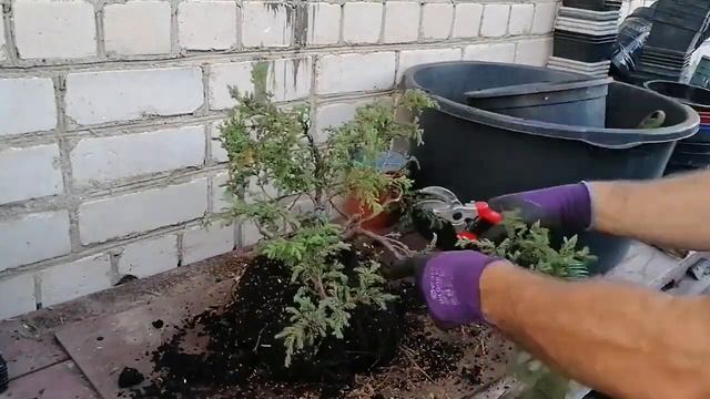 Bonsai. Сделать Бонсай Можжевельника из распродажного растения. Инструменты аксессуары проволока