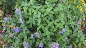 Plant Review, Nepeta ‘Blue Prelude’