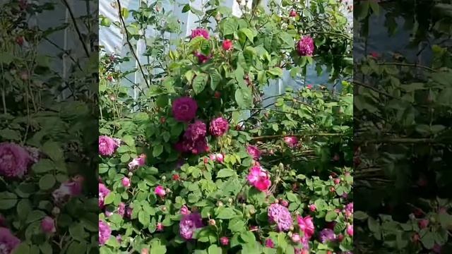 Роза Cardinal De Richelieu смотреть онлайн