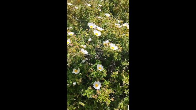"Spring Wild Flowers"at Polis||Cyprus|| смотреть онлайн