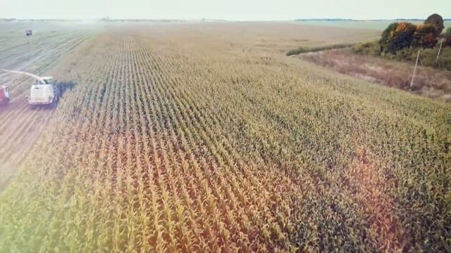 Поздравление с Днем народного единства! смотреть онлайн