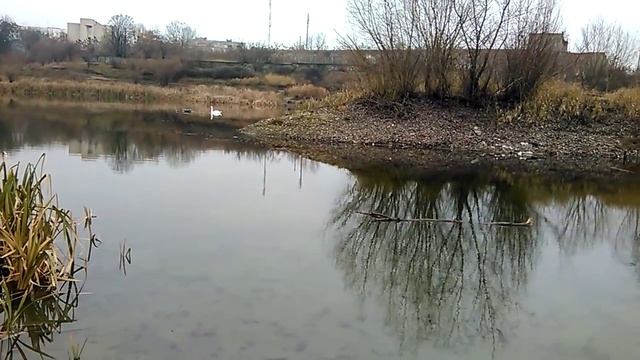 Одинокий лебедь на озере смотреть онлайн