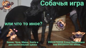 Собачья игра или что то иное?