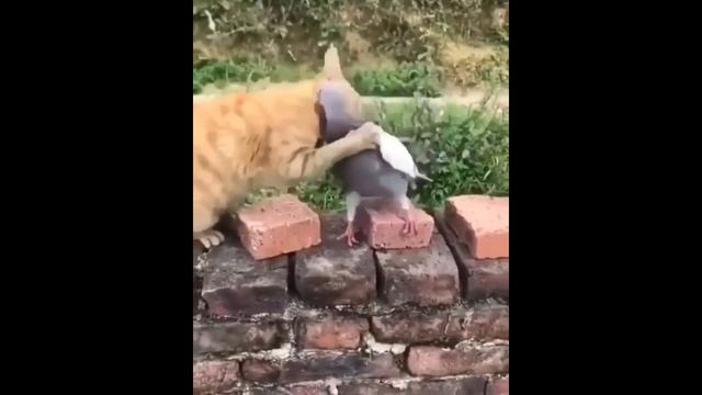 Приколы про животных. Смешное видео про котов, собак и не только. Выпуск 26 смотреть онлайн