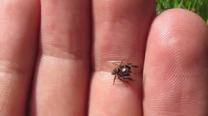 Jumping spider | Паук-скакунчик