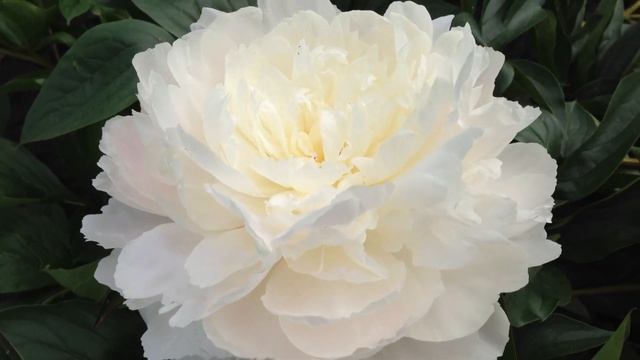 Peony Lillian Wild - www.peonyshop.com смотреть онлайн