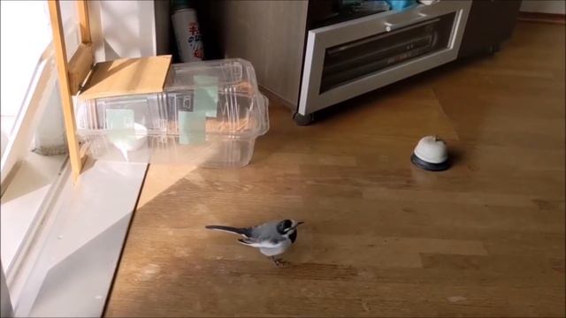 ハクセキレイのセキ助 - ちょっとお邪魔しますよ（日本語字幕あり） смотреть онлайн