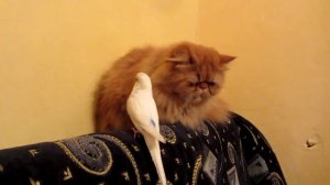 Очень вредный попугай достаёт кота