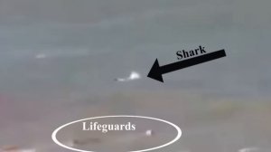 Fatal Shark Attack Caught on Camera; 2023 Shark Attack Brazil
