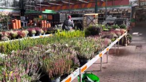 📢📢📢Almanya’da 🇩🇪Çiçek Seralarında neler var harika Sonbahar Çiçekleri #garden#gardening