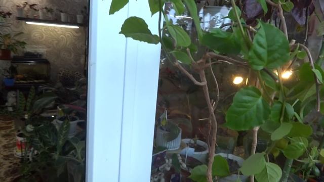 Комнатные цветы/растения. Как поступить с Гибискусами? Мешает ли мне конденсант на балконе? смотреть онлайн