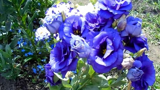 цветы в августе смотреть онлайн