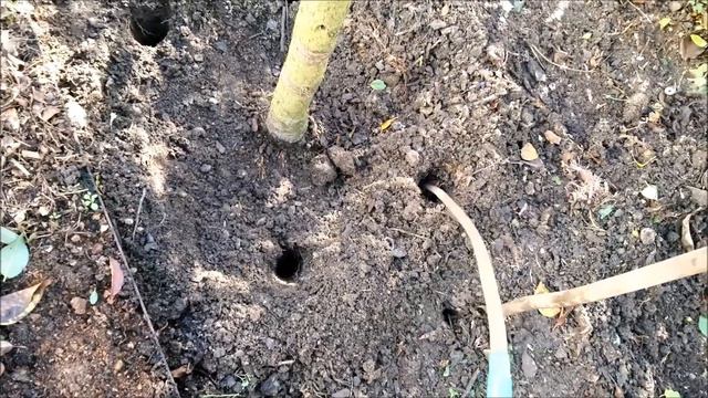 Подготовка сада к зиме-подкормка,дезинфекция,мульчирование,взрыхление и уборка старых листьев смотреть онлайн