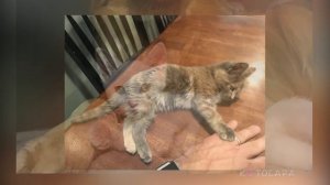 5 КОТИКОВ В СУЩЕСТВОВАНИЕ КОТОРЫХ СЛОЖНО ПОВЕРИТЬ