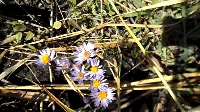 Красивые цветы нежно-сиреневой окраски среди камыша летом 2021 года смотреть онлайн